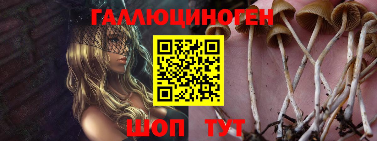 Галлюциногенные грибы Psilocybine cubensis Советская Гавань